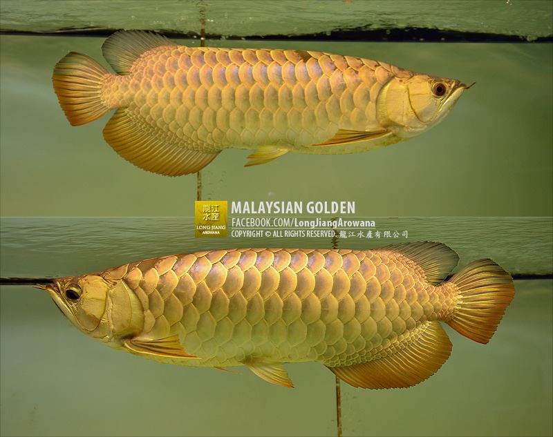 Malaysian Golden | เชียงใหม่