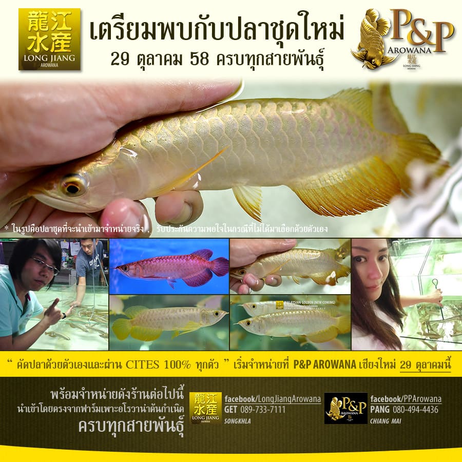 ปลาชุดใหม่เข้าไทยวันที่ 29 ตุลาคม 2558 ครับ