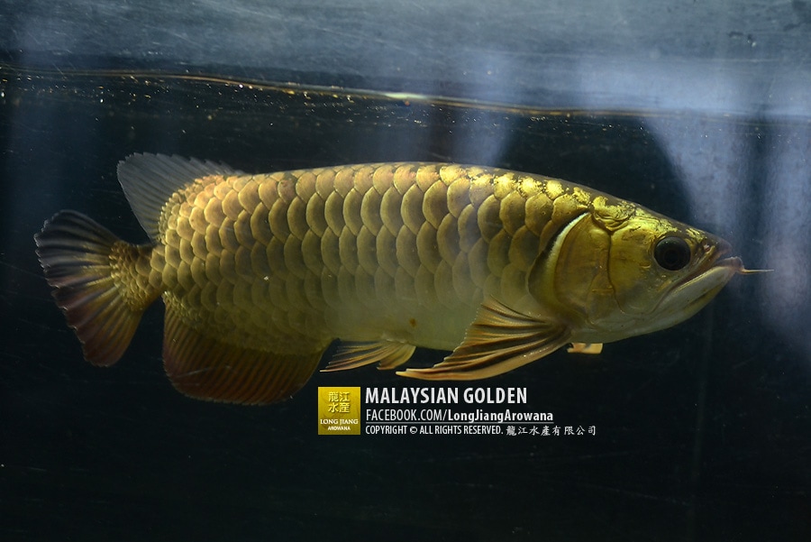 Malaysian golden | คุณฟรีซ ตรัง