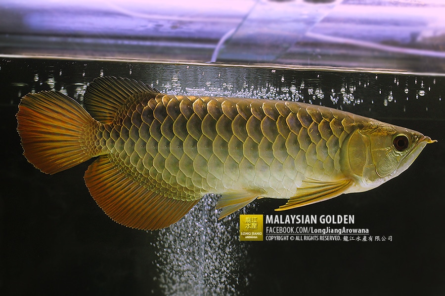 Malaysian Golden | คุณแอป เชียงใหม่