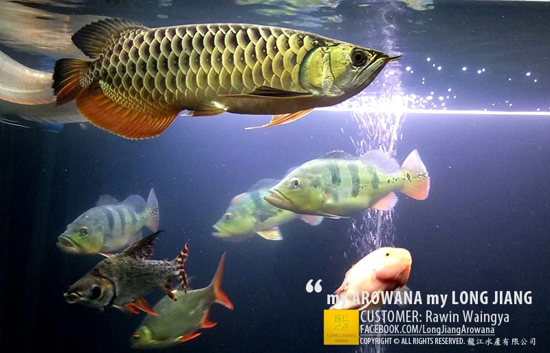 Malaysian Golden | คุณเดียร์ ปลามังกรร้านทอง จ.แพร่