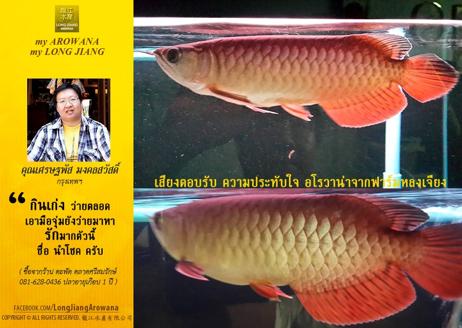 Red-Tail Golden | คุณเศรษพัส กทม.