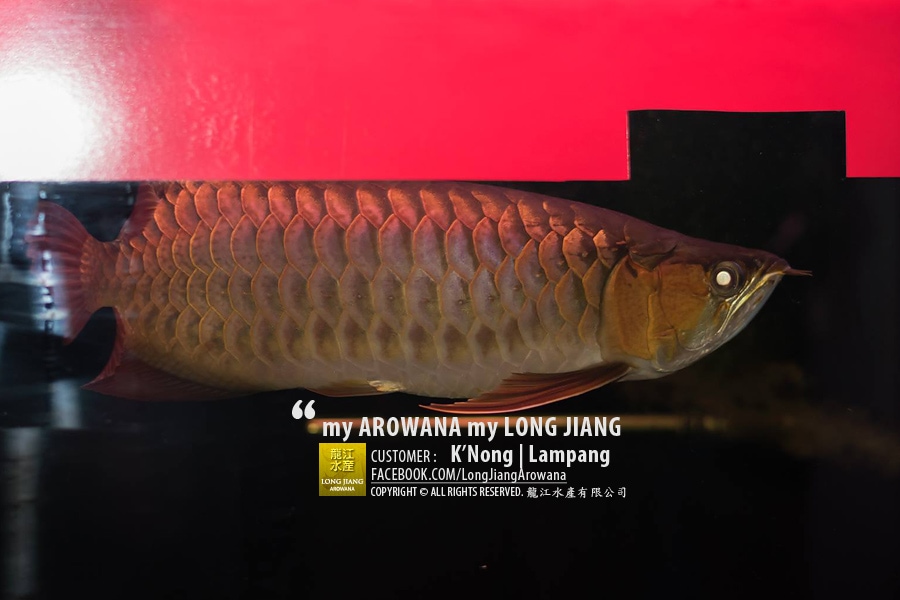 mAmL_2015112103_4