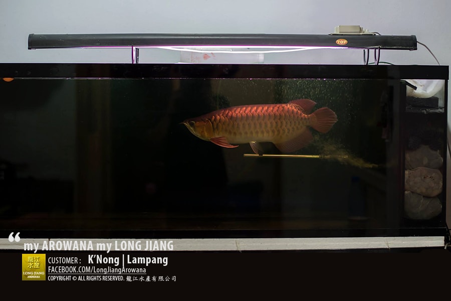 mAmL_2015112103_6