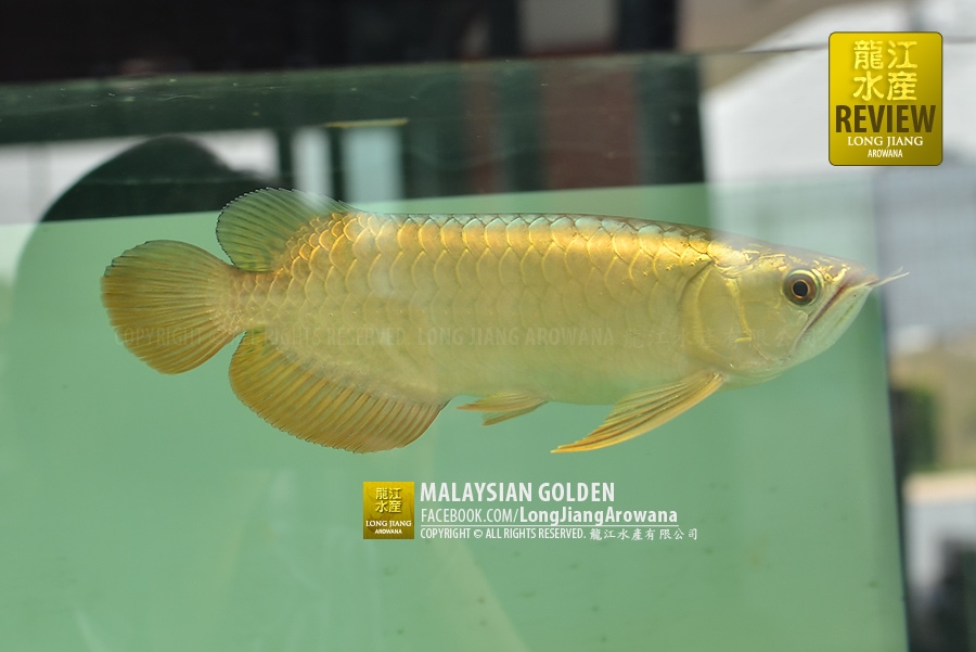 Malaysian Golden | ร้านชัยศิริ หนองคาย