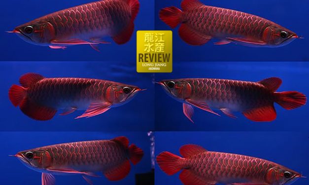 Super Red Arowana Review