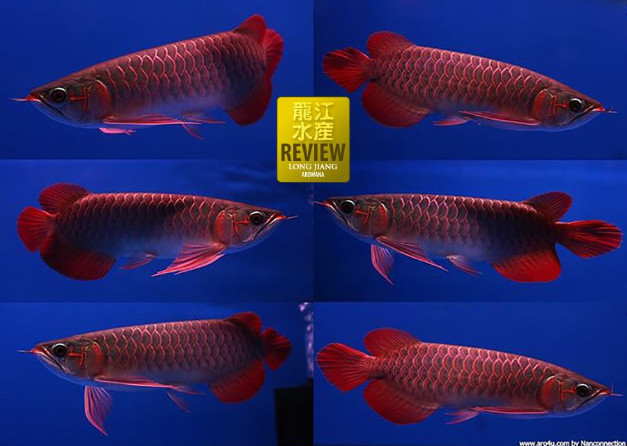 Super Red Arowana Review