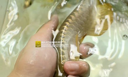 การเลือกทองมาเลย์ ของหลงเจียงอโรวาน่า MAY 2016 (ตอนที่ 2)
