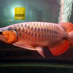 Indo Super Red | คุณโอน กทม.
