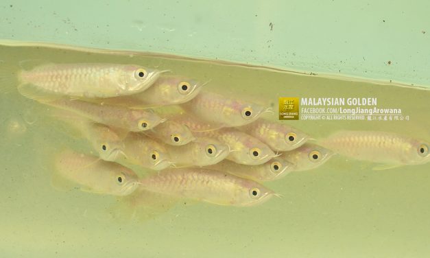 ลูกปลามังกรทองมาเลย์ พฤศจิกายน 2016
