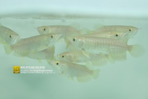 ลูกปลามังกร-ทองมาเลย์-หลงเจียงอโรวาน่า