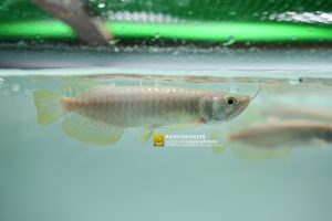 ลูก ทองมาเลย์