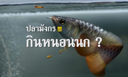ปลามังกรกินหนอนนก ได้หรือไม่ ? ตาจะตกหรือไม่ ? และต้องดูแลอย่างไร ?
