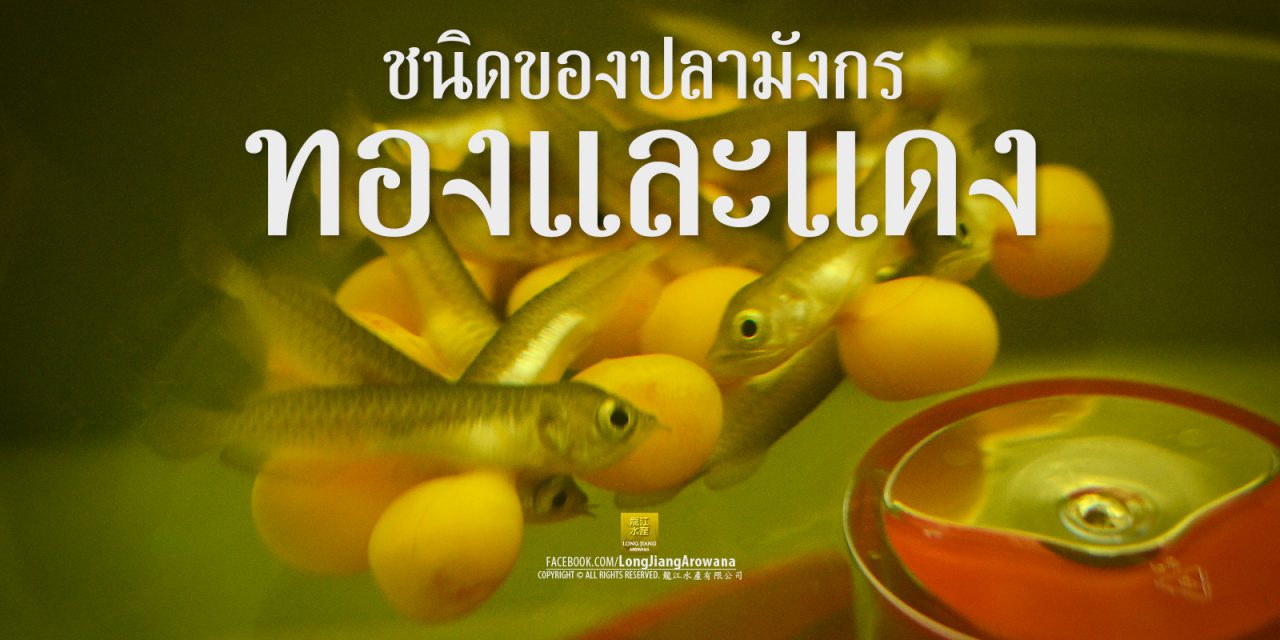 สายพันธุ์ปลามังกร ชนิดของปลามังกร และต่างกันอย่างไร