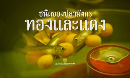 สายพันธุ์ปลามังกร ชนิดของปลามังกร และต่างกันอย่างไร