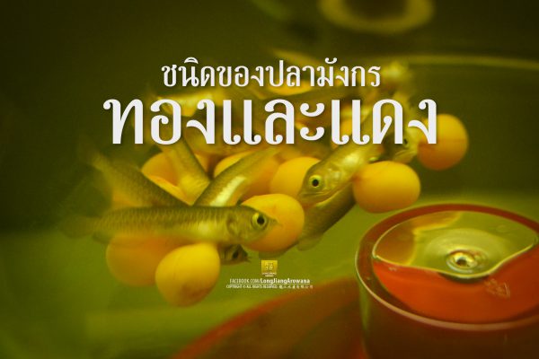 สายพันธุ์ปลามังกร