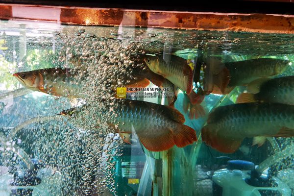 ปลามังกรแดง Super Red หลงเจียงอโรวาน่า