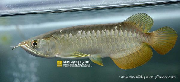 ปลามังกร อโรวาน่า ทองอินโด หลงเจียงอโรวาน่า ทองมาเลย์ มังกรแดง ปลาสวยงาม ปลาตะพัด ตู้ปลา