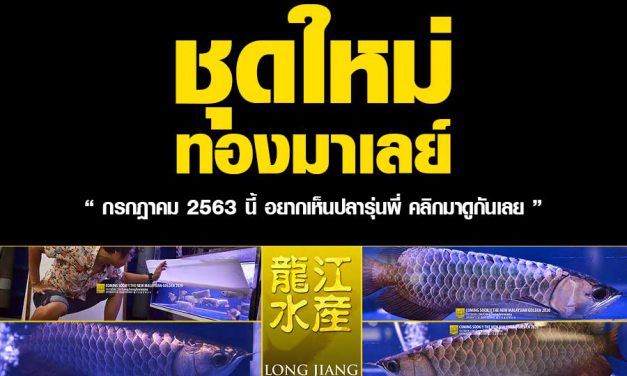 ปลามังกร ทองมาเลย์ ชุดใหม่ กรกฎาคม 2563 โตมาจะเป็นอย่างไร ?