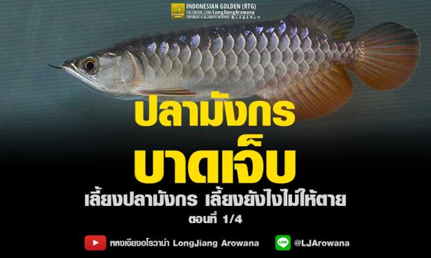 ปลามังกรบาดเจ็บ – วิธีเลี้ยงปลามังกร เลี้ยงยังไงไม่ให้ตาย (ตอนที่ 1/4)