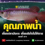 คุณภาพน้ำ – การเลี้ยงปลามังกร เลี้ยงยังไงไม่ให้ตาย ตอนที่ 3/4