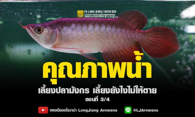 คุณภาพน้ำ – การเลี้ยงปลามังกร เลี้ยงยังไงไม่ให้ตาย ตอนที่ 3/4