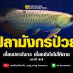 ปลามังกรป่วย – เลี้ยงปลามังกรอย่างไรไม่ให้ตาย ตอนที่ 4/4