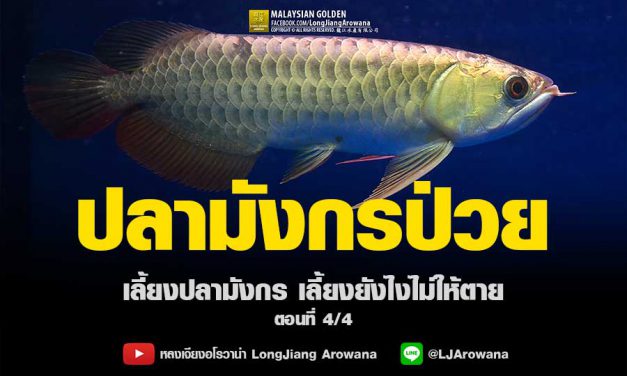 ปลามังกรป่วย – เลี้ยงปลามังกรอย่างไรไม่ให้ตาย ตอนที่ 4/4