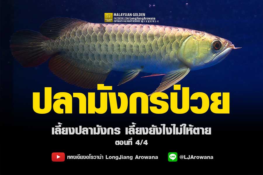 ปลามังกรป่วย – เลี้ยงปลามังกรอย่างไรไม่ให้ตาย ตอนที่ 4/4