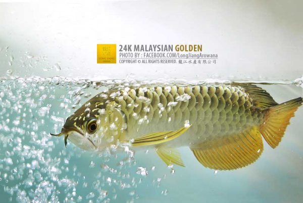 การเลี้ยงปลามังกร น้ำบาดาลเลี้ยงปลา น้ำประปาเลี้ยงปลา น้ำกินเลี้ยงปลา น้ำฝนเลี้ยงปลา คุณภาพน้ำในการเลี้ยงปลา ราคาปลามังกร ทองมาเลย์ ทองมาเลย์ในตู้ดำ ปลามังกร ปลามังกรไฮแบ็ค ตู้เลี้ยงปลามังกร ราคาปลามังกรตัวเล็ก ทองมาเลย์24K สายพันธุ์ปลามังกร ขายลูกปลามังกรออนไลน์ ขายลูกปลามังกรแดง ทองมาเลย์สายเก่า ทองมาเลย์บลูเบส ปลามงคล ปลามังกรหัวทอง หลงเจียงอโรวาน่า วิธีเลี้ยงปลามังกร หลอดไฟปลามังกร มังกรแดง ทองอินโด RTG ร้านขายปลามังกรสงขลา super red arowana