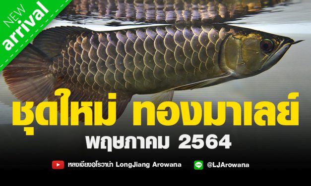 ปลามังกร ทองมาเลย์ ชุดใหม่ พฤษภาคม 2564 มาแล้ว