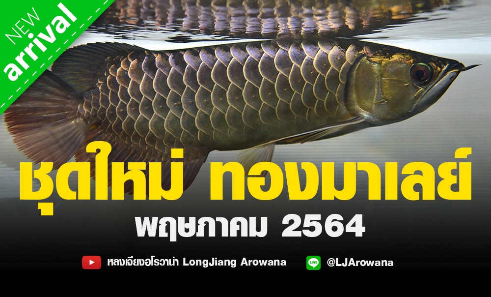 ปลามังกร ทองมาเลย์ ชุดใหม่ พฤษภาคม 2564 มาแล้ว