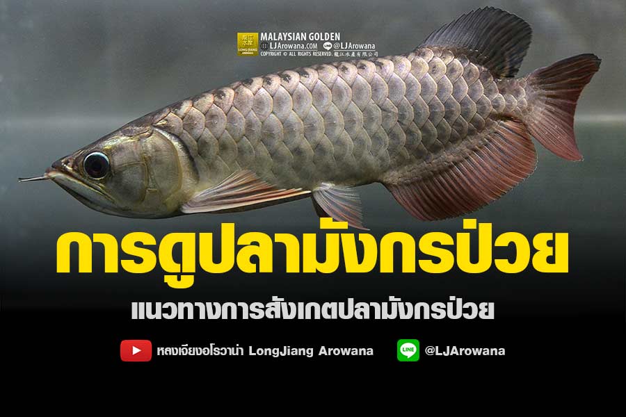 การดูปลามังกรป่วย วิธีสังเกตปลาป่วย